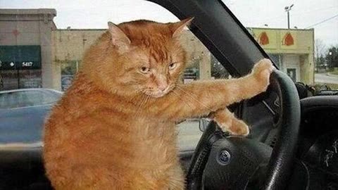Funny Animals Videos 2024