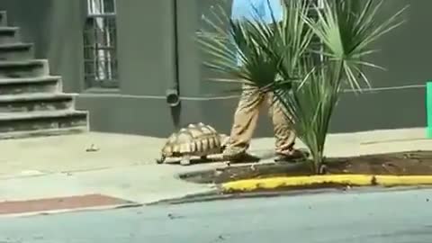HOW TURTLE PET WALKING WITH THE A OLD MEN BROKE THE INTERNET