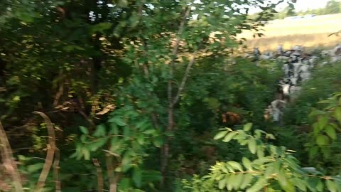 Spot Hollow ewes - Wed, September 9th 2020