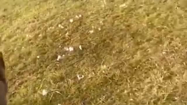 Amazing funny animals