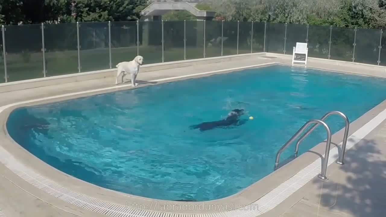 Puppy plays in the pool for the first time