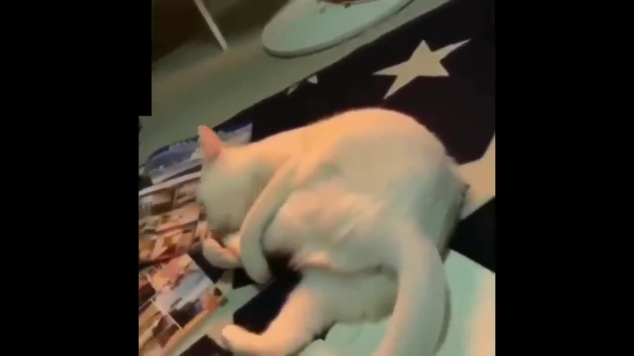 Funniest Cats and Dogs Videos -- Hilarious Animal Compilation 429
