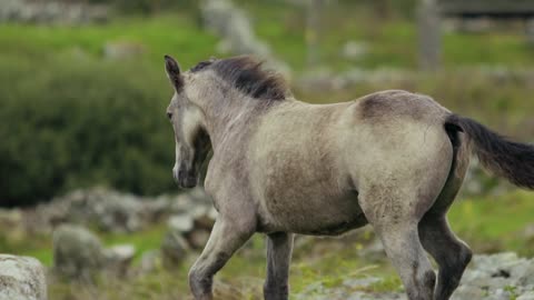 Adorable young foal