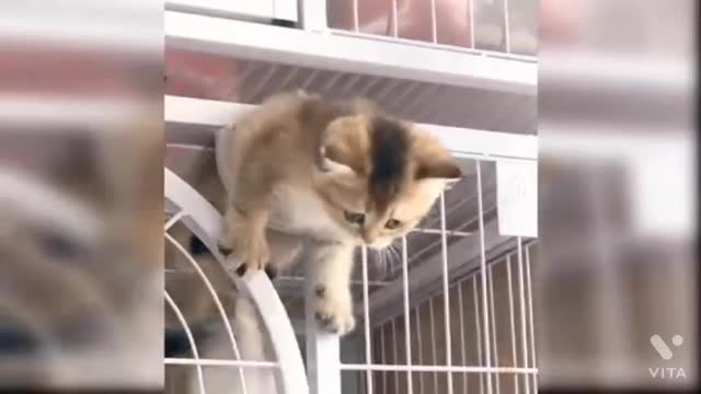 Cat funny moments activity at home 🏘️