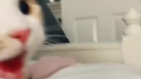 Funniest Cat Videos That Will Make You Laugh Funny Cats