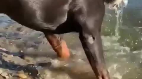 Dog catch fish in the water funny video trening