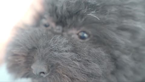 little black dog