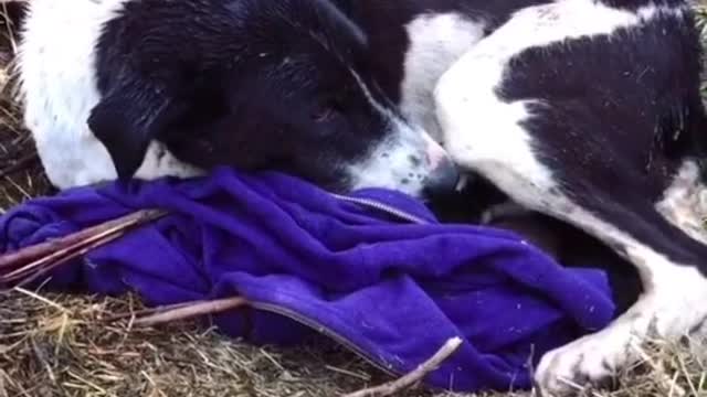 Help the shivering mother dog protect her cubs in the cold