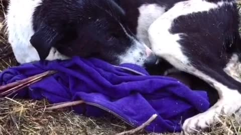 Help the shivering mother dog protect her cubs in the cold