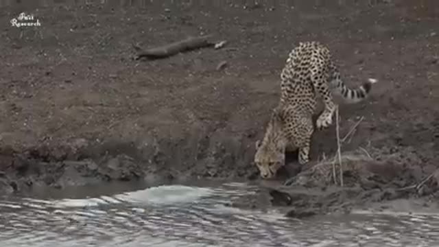 Animal fights - which take a forehead to see|| 7 animals that can kill elephants easily#Animals