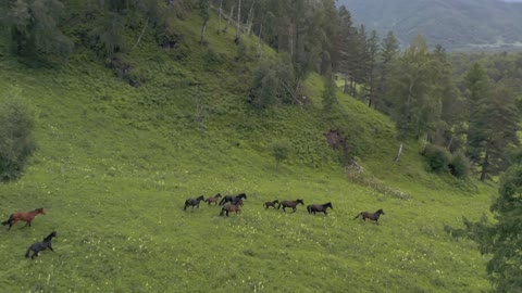 AWESOME HORSES
