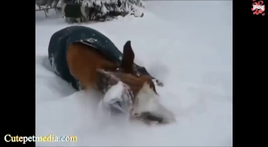 Best videos with horses, jokes and falls video horses Funny animals Jokes with animals