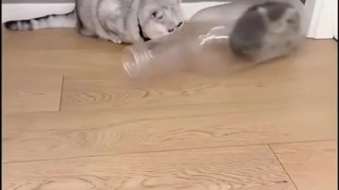 Animal world