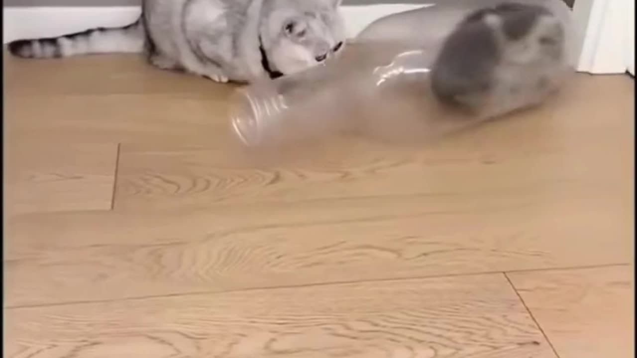 Animal world