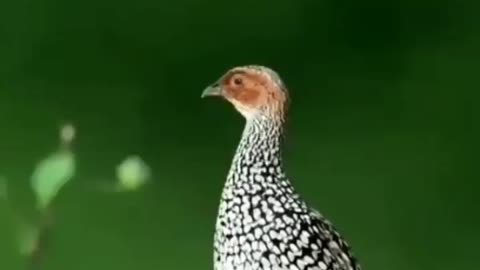 Wildlife in Closer View with natural perspective.