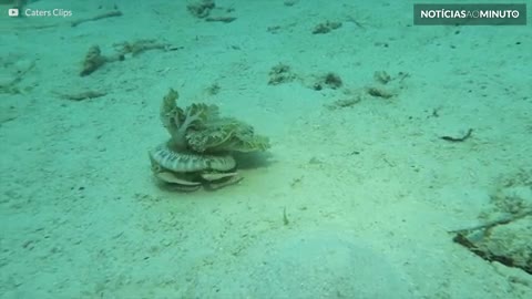 Caranguejo se disfarça de água-viva para escapar de predadores