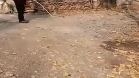 Funny Animals Videos
