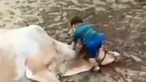 That's why cow is called mother, lovely 🌹 videos.
