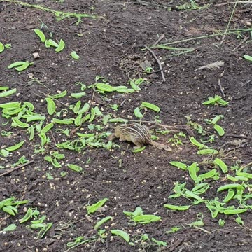 OMC! More Gopher guest star action - Do gophers like peapods? - #gopher #gueststar #shorts #chickens