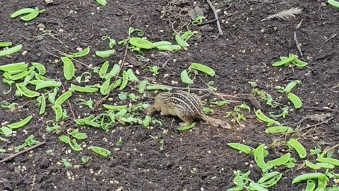 OMC! More Gopher guest star action - Do gophers like peapods? - #gopher #gueststar #shorts #chickens