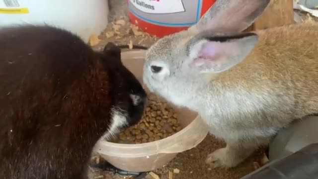 Cat and rabbit friends preciously share meal together