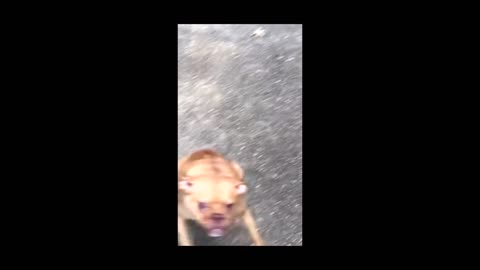 CACHORRO CURURU KKKKKKKKK