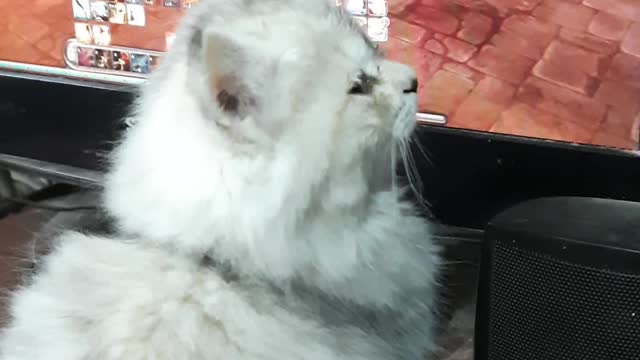 Egyptian Kitten Carla Watch Owner Play Game