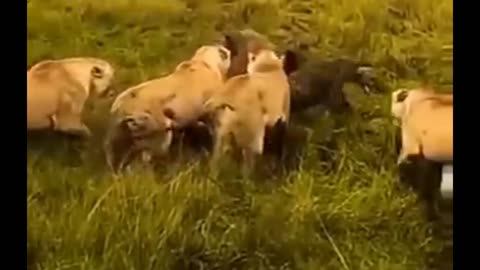 Lions vs hyenas
