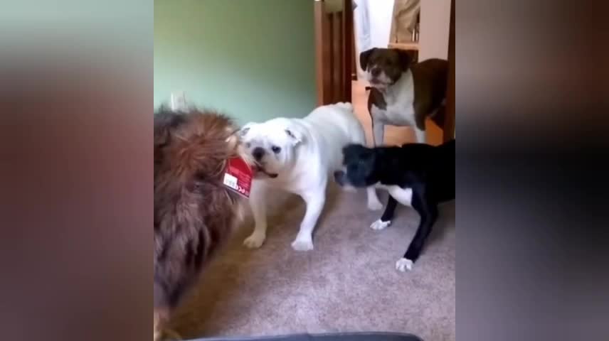 Look at their fright and their courage!