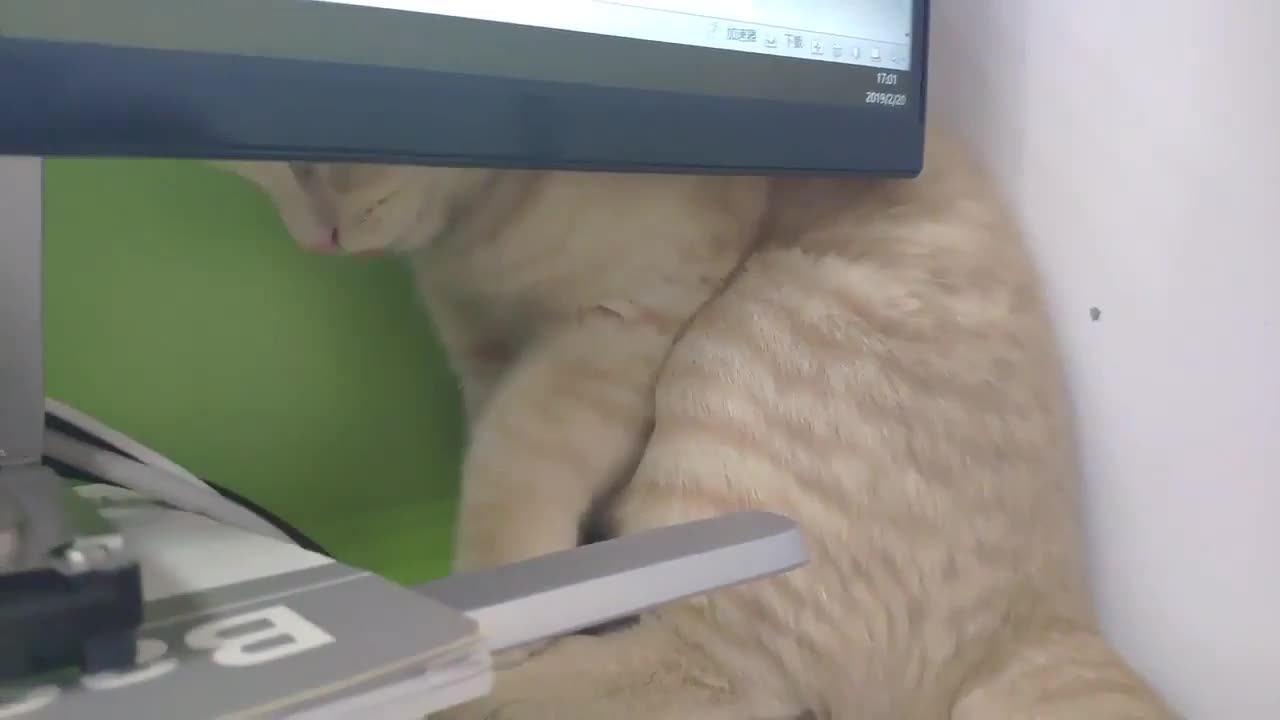Funny Cat!