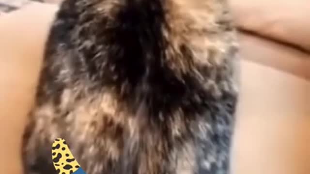 Fear Cats 🤣 Funny cat videos try not to Laugh clean 🤣 #shorts
