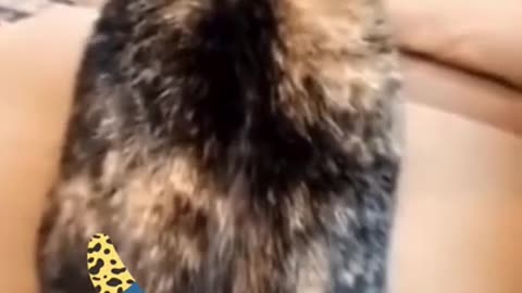 Fear Cats 🤣 Funny cat videos try not to Laugh clean 🤣 #shorts