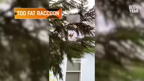 Funny animals fail 2020