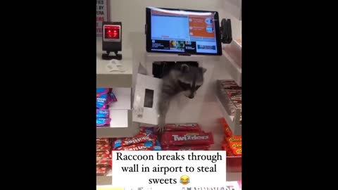 😺 Who is this? Bring it back! 🐶 Funny videos with dogs, cats and kittens! 🐱