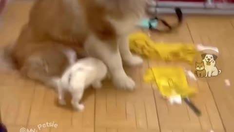 Pawsome chaos 😂