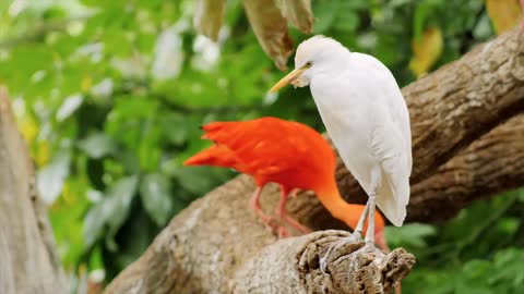 Wild Birds Special Collection 8K VIDEO ULTRA HD HDR