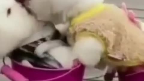 Cute couple pets | Couple cats |