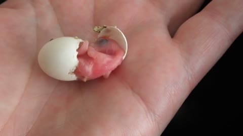 Budgie hatching