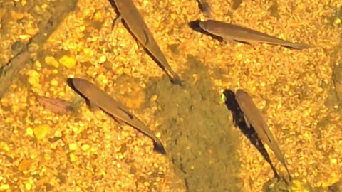 Fish in clear water #Fish #River