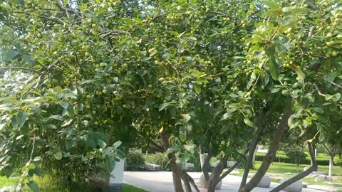 This tree is full of fruit