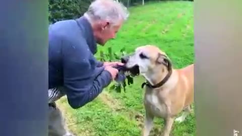 Funny Animals' Behavior 🐕‍🦺