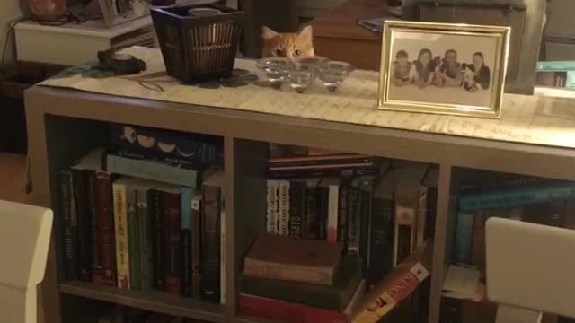 Cat wants Attention