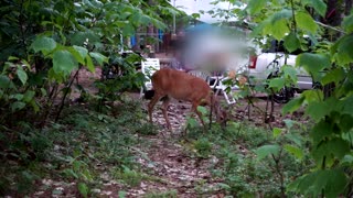 Friendly and Curious Deer at the Camp Site