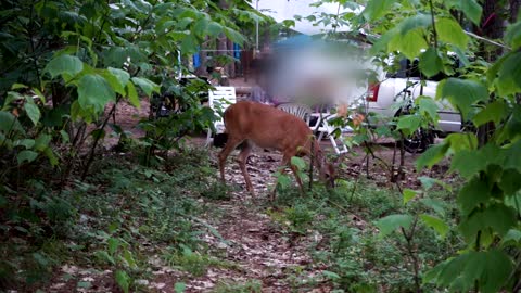 Friendly and Curious Deer at the Camp Site