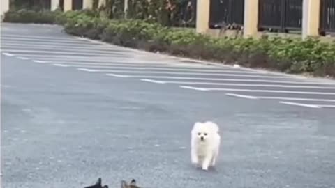 Funny pet