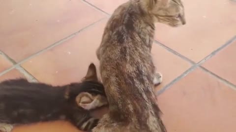 Mommy Cat Takes Really Good Care of her Kitten #4