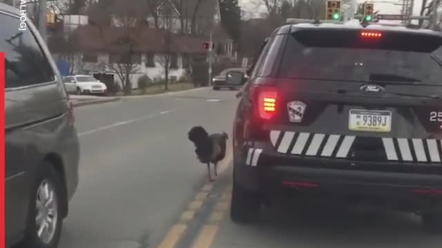 This Turkeys sure have an attitude 🤣