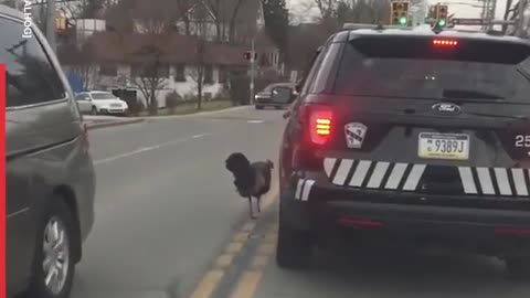 This Turkeys sure have an attitude 🤣