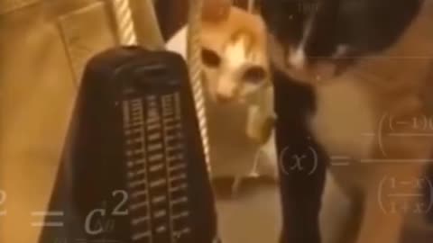 Funny Animals Video