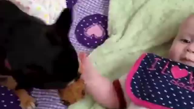 Amazing dog and a baby